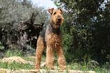 AIREDALE TERRIER 142